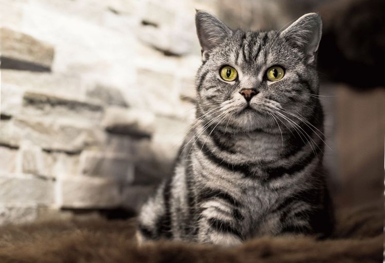 Color tabby de gato