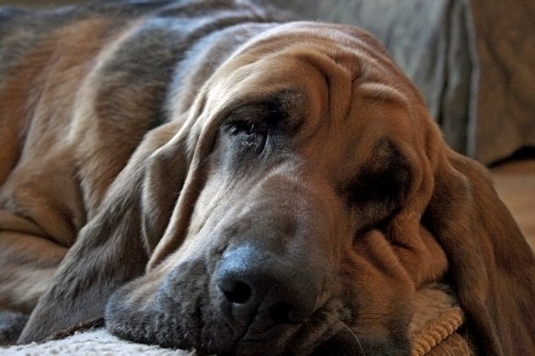 El perro está triste