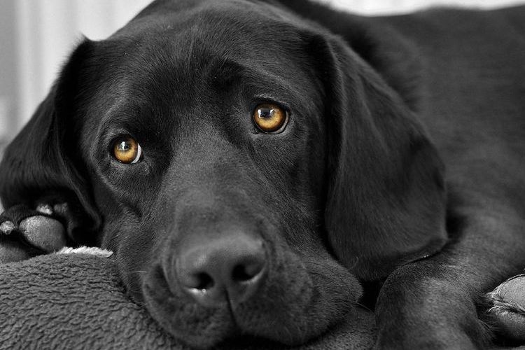 El perro negro está triste