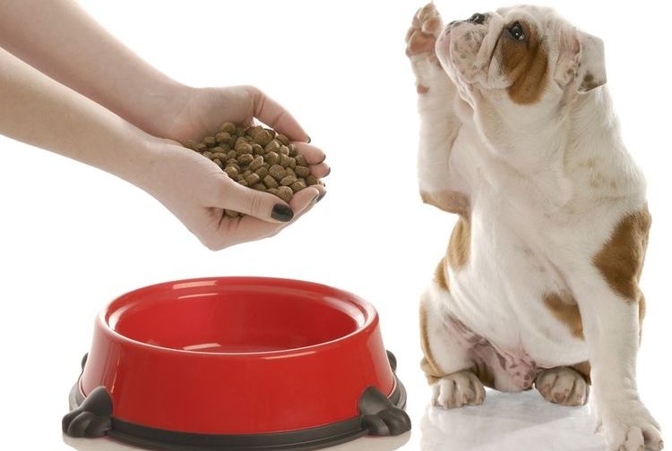 Der Hund verlangt nach Trockenfutter
