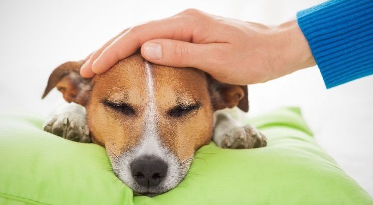 Trauriger Hund