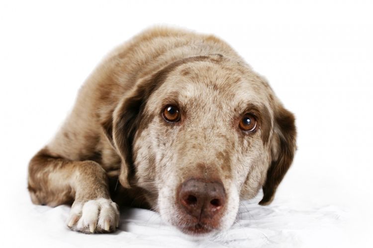 Trauriger Hund