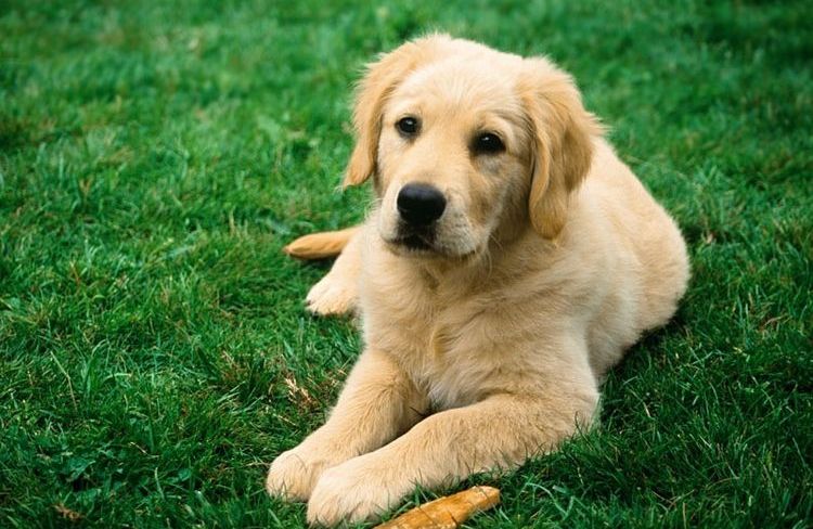 Hund in der Natur