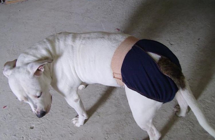 Perro con braguitas especiales para el celo