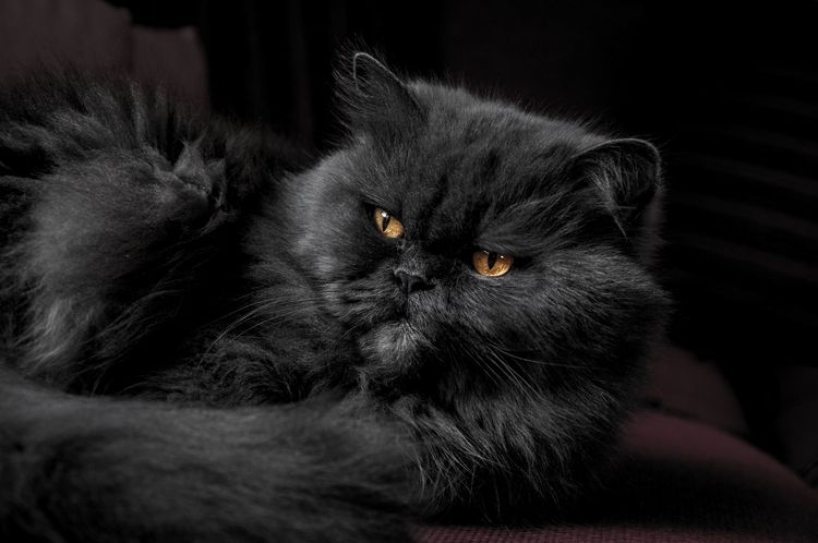Gato negro