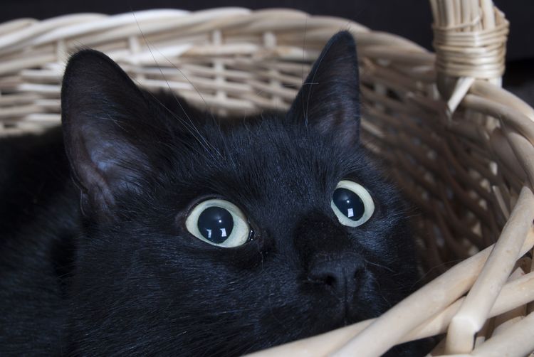 El gato negro se esconde en la cesta.