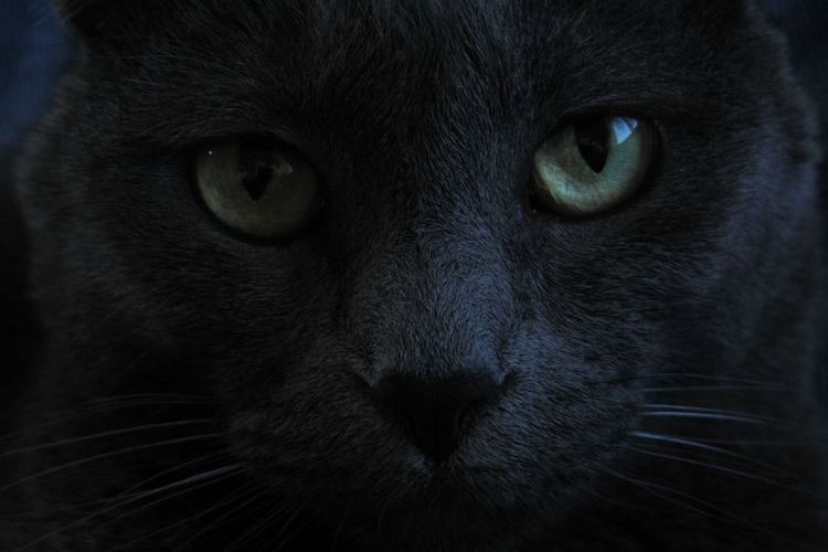 Gata negra