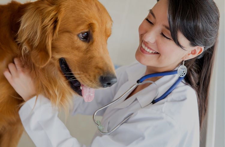 El perro en el veterinario
