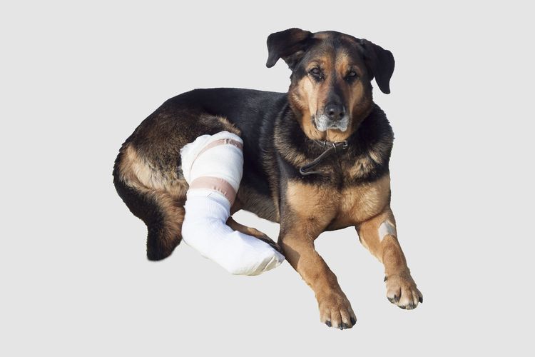 Perro con pata rota