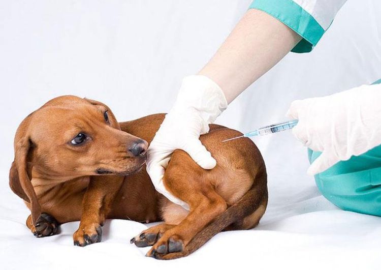 Inyección en el muslo del perro