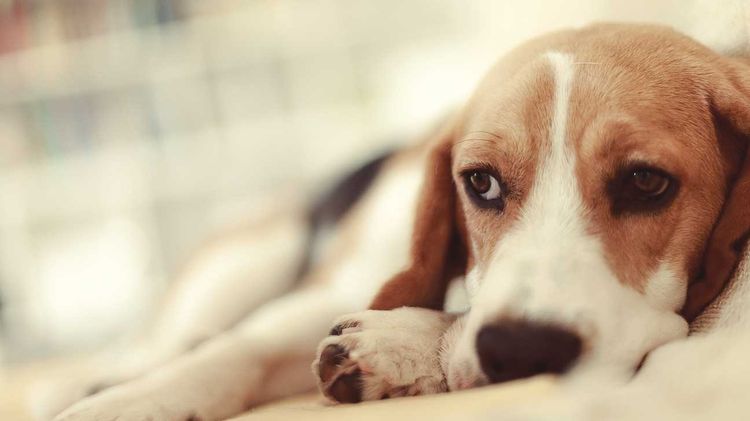 Perro triste