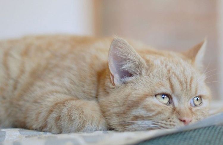 Apatía en el gato