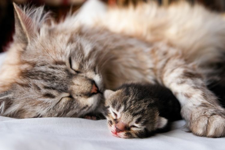 Gata y gatito