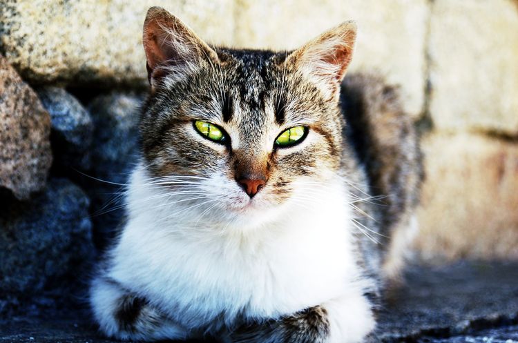 Gata sentada en la calle