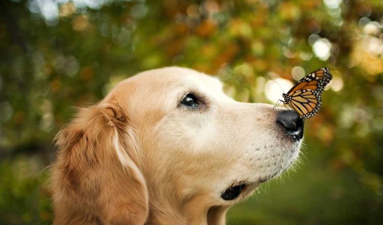 Hund in der Natur