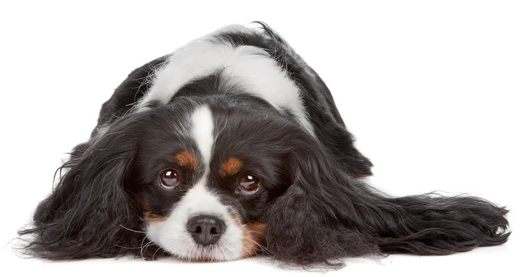 Spaniel triste