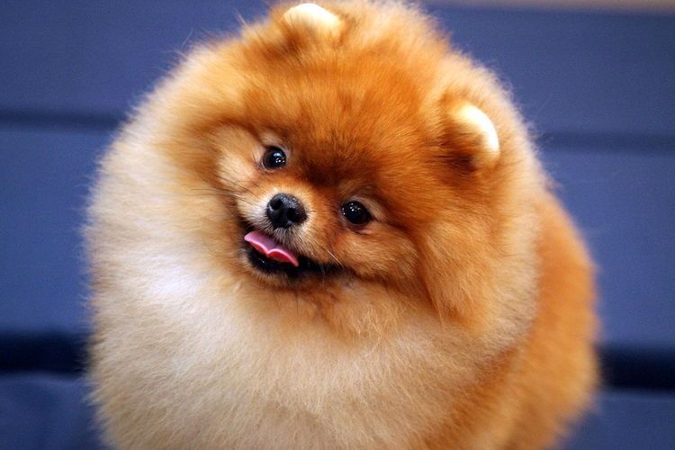 Pomerania