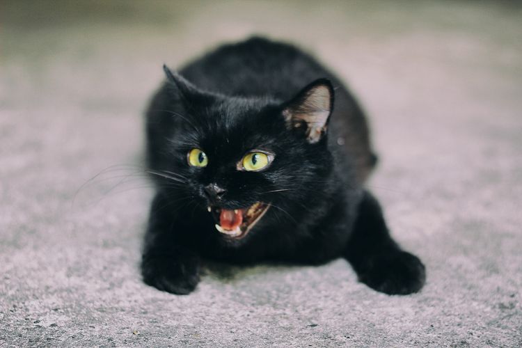 Gatito negro bufando