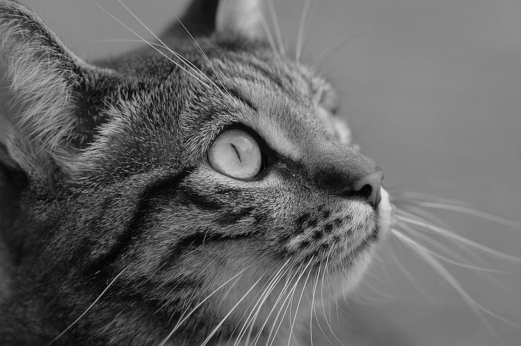 Gato