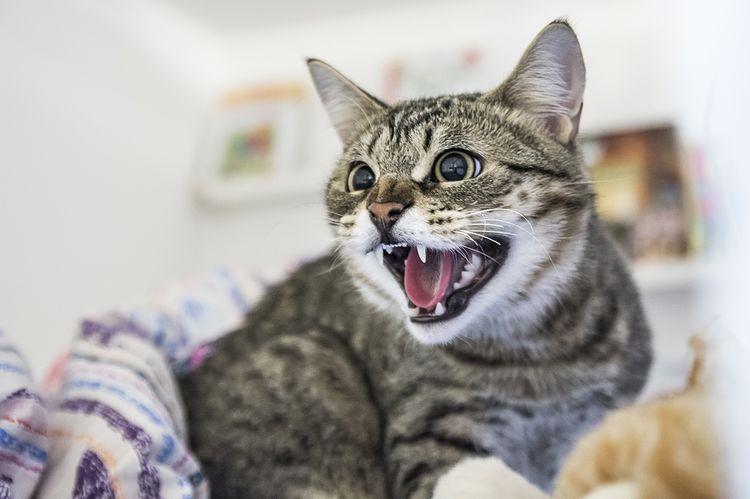 El gato bufa