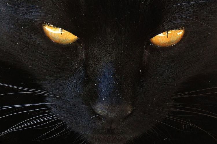 Gato con ojos amarillos