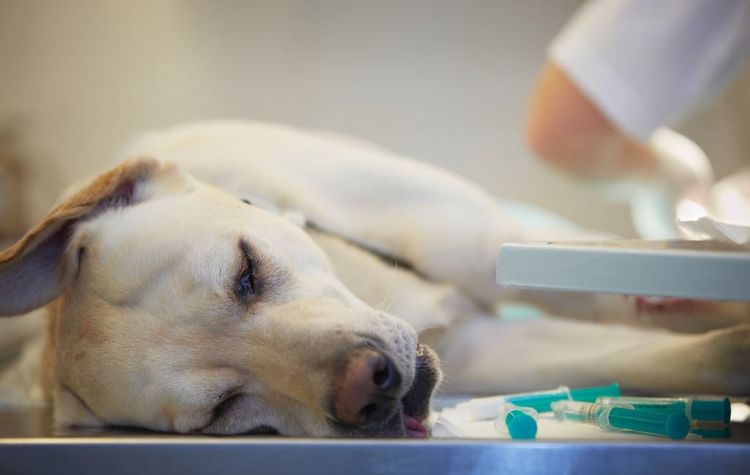 Síntomas de intoxicación en el perro