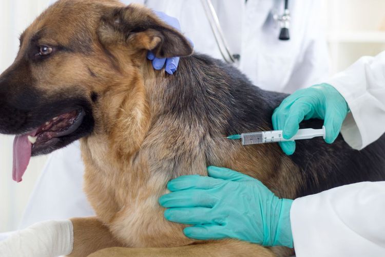 Inyección intramuscular para el perro