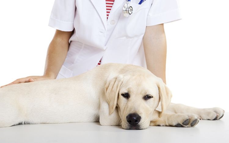 Examen veterinario