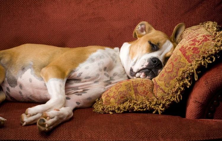 Perro durmiendo