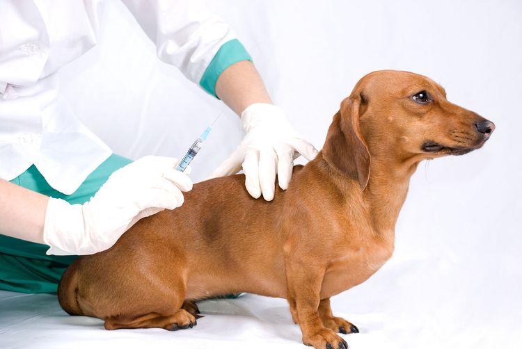 Inyección al perro
