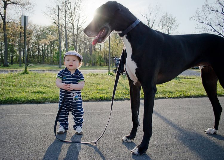 Niño y dogo