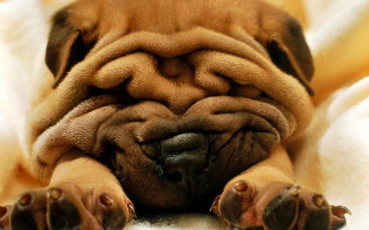 Shar Pei
