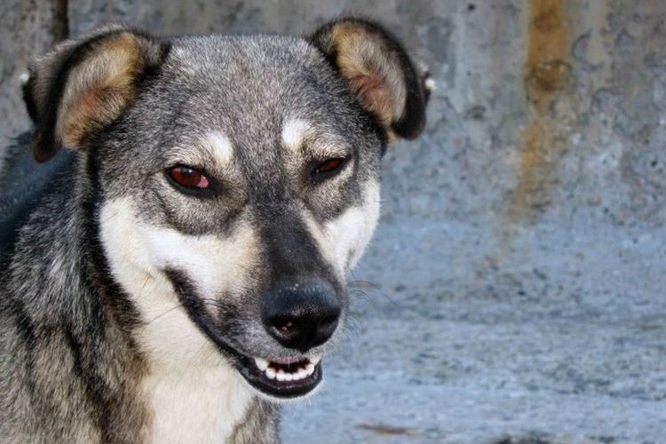 Perro desconfiado