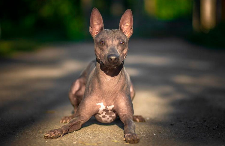 Estándar del Terrier Americano Sin Pelo