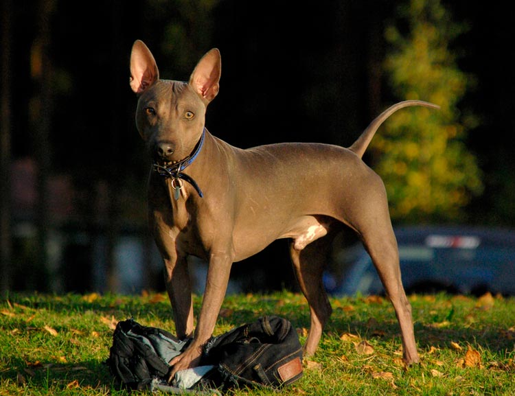 raza de perro Terrier Americano Sin Pelo