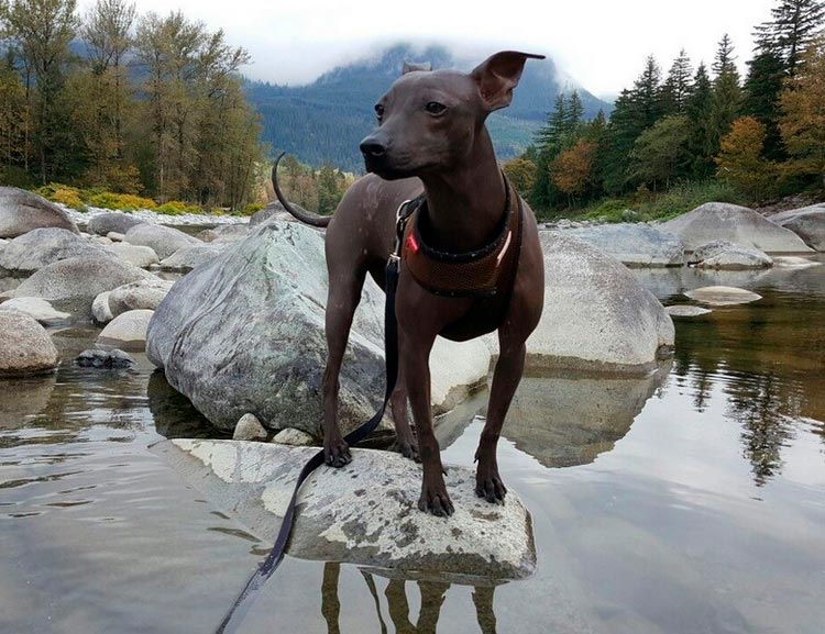 perro de raza American Hairless Terrier
