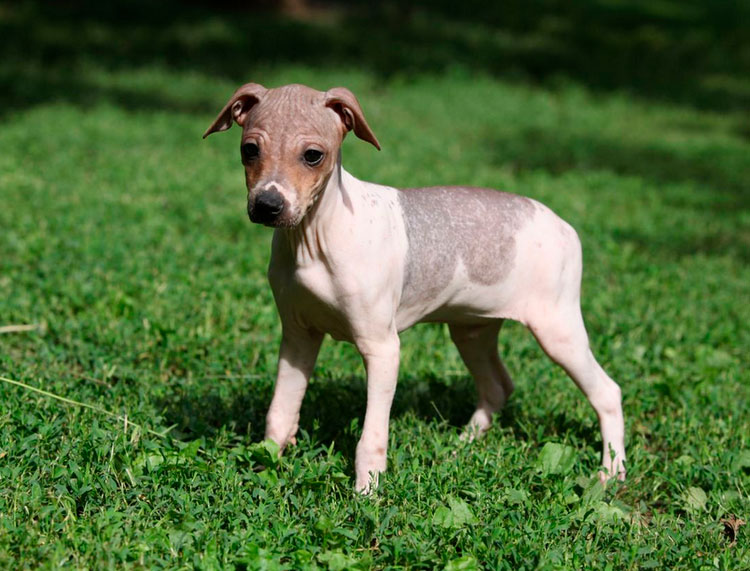 Cachorro de American Hairless Terrier