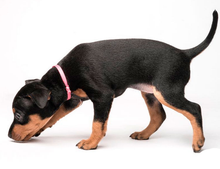precio del English Toy Terrier