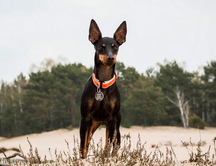 raza de perro Toy Terrier Inglés
