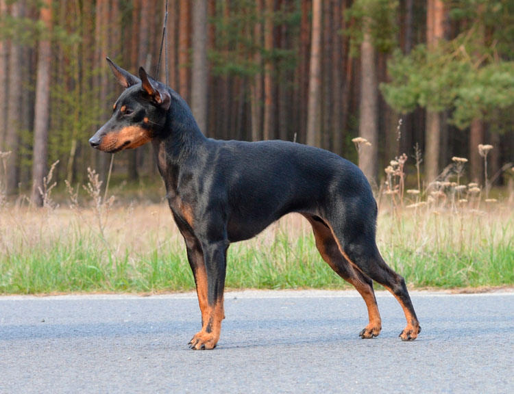 estándar del English Toy Terrier