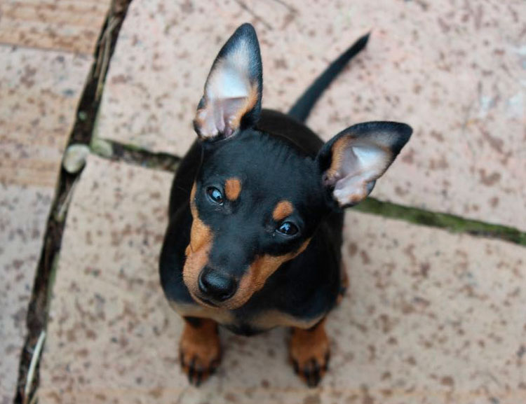 perro de raza English Toy Terrier
