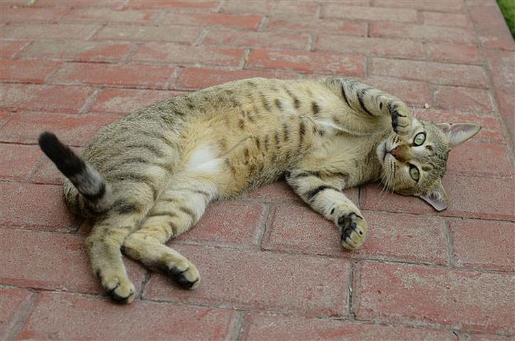 raza de gatos arabian mau