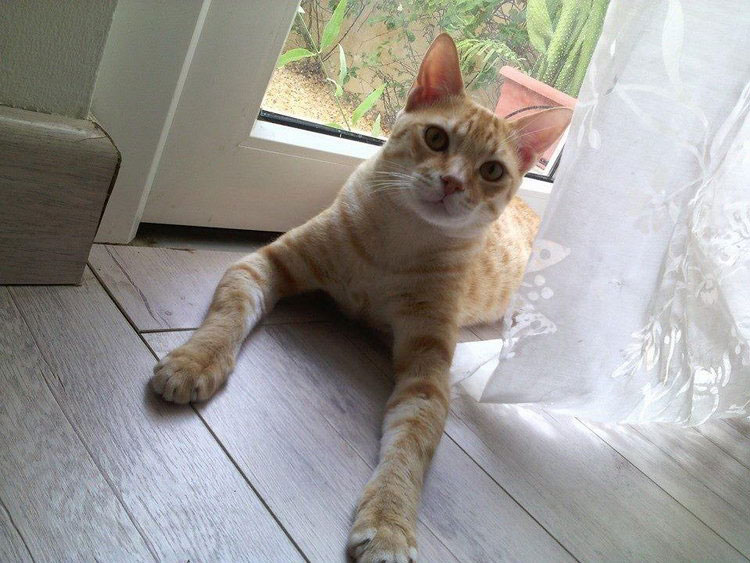 comprar arabian mau