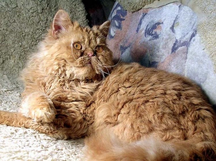 raza de gatos Rex Bohemio