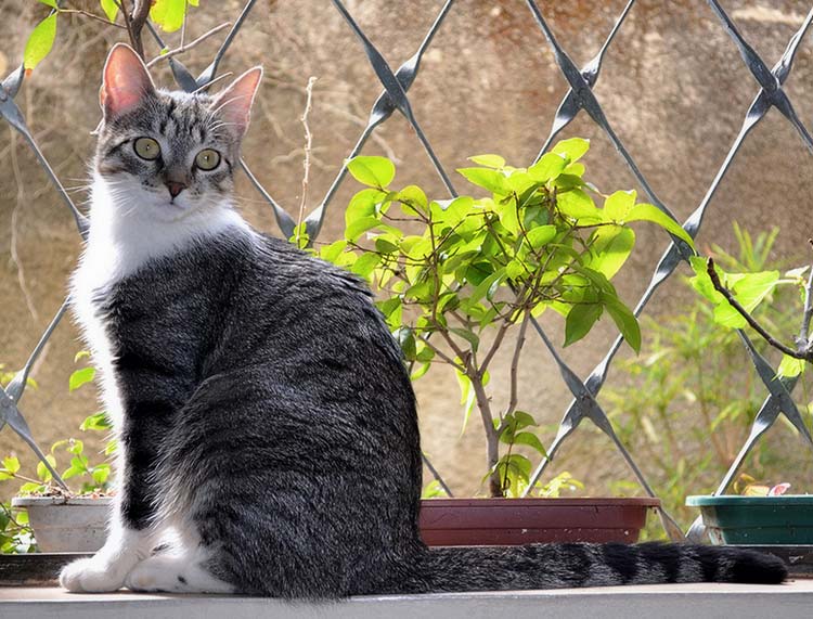 raza del gato brasileño de pelo corto
