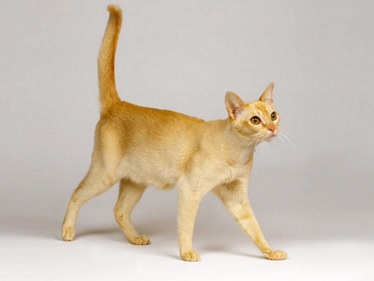 gato de Ceilán