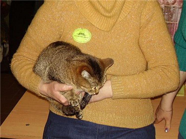 gato ceylonés en una exposición