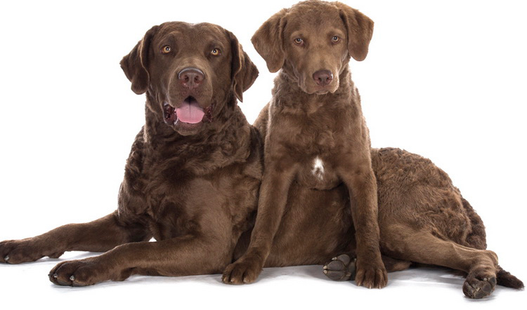 Foto de Chesapeake Bay Retriever