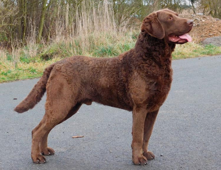 Estándar del Chesapeake Bay Retriever