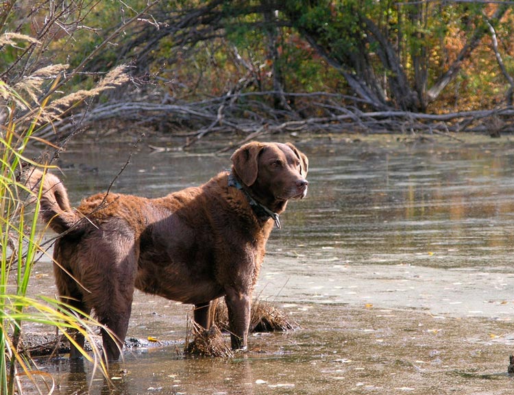 Chesapeake Bay Retriever en el agua